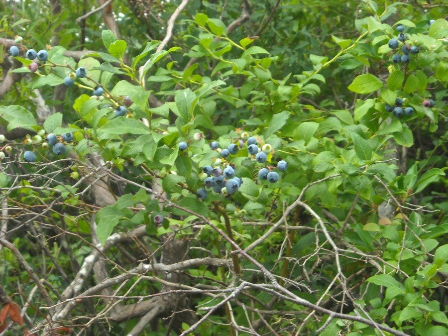 wild blueberry pie via@kingarthurflour