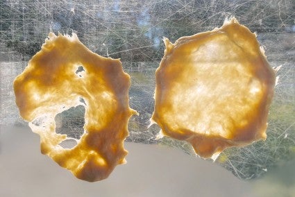 Two pieces of dough stretched thin: one torn, one whole and translucent.